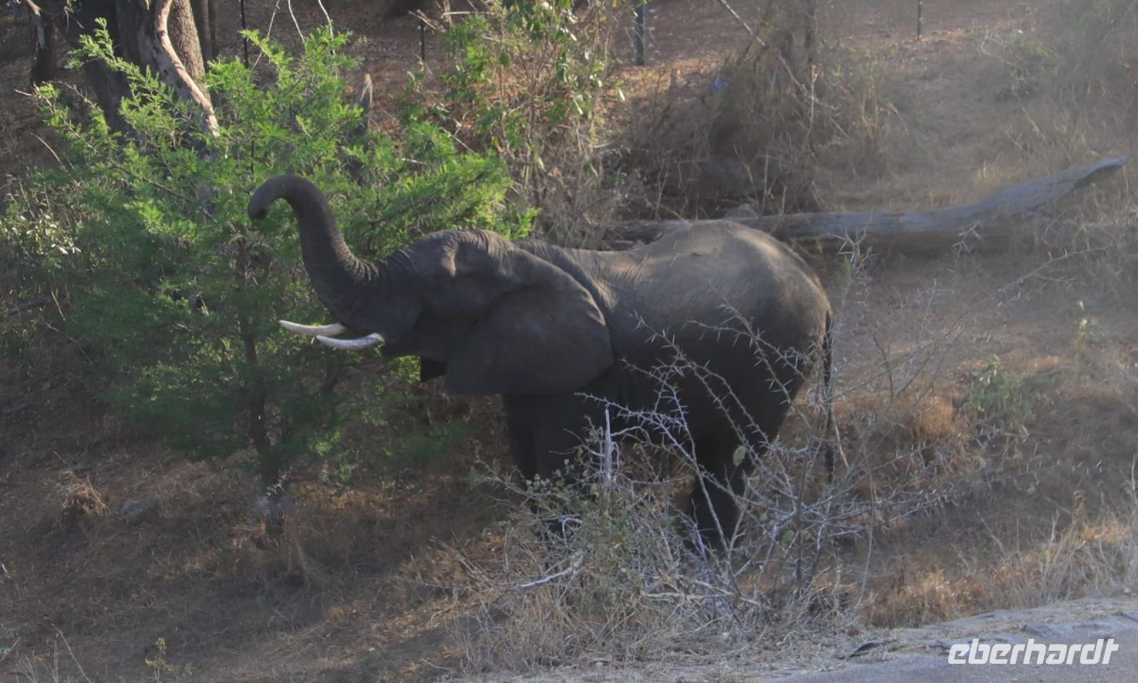 Safari im Kruger Nationalpark - Südafrika