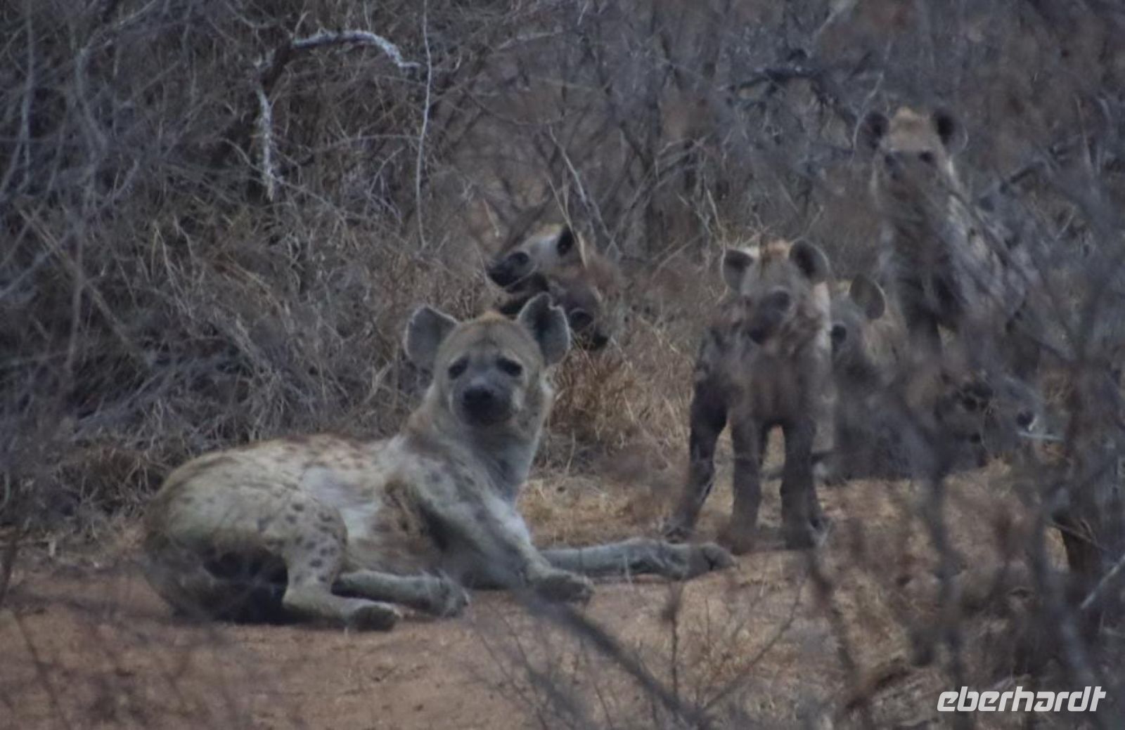Safari im Kruger Nationalpark - Südafrika