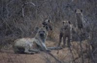 Safari im Kruger Nationalpark - Südafrika