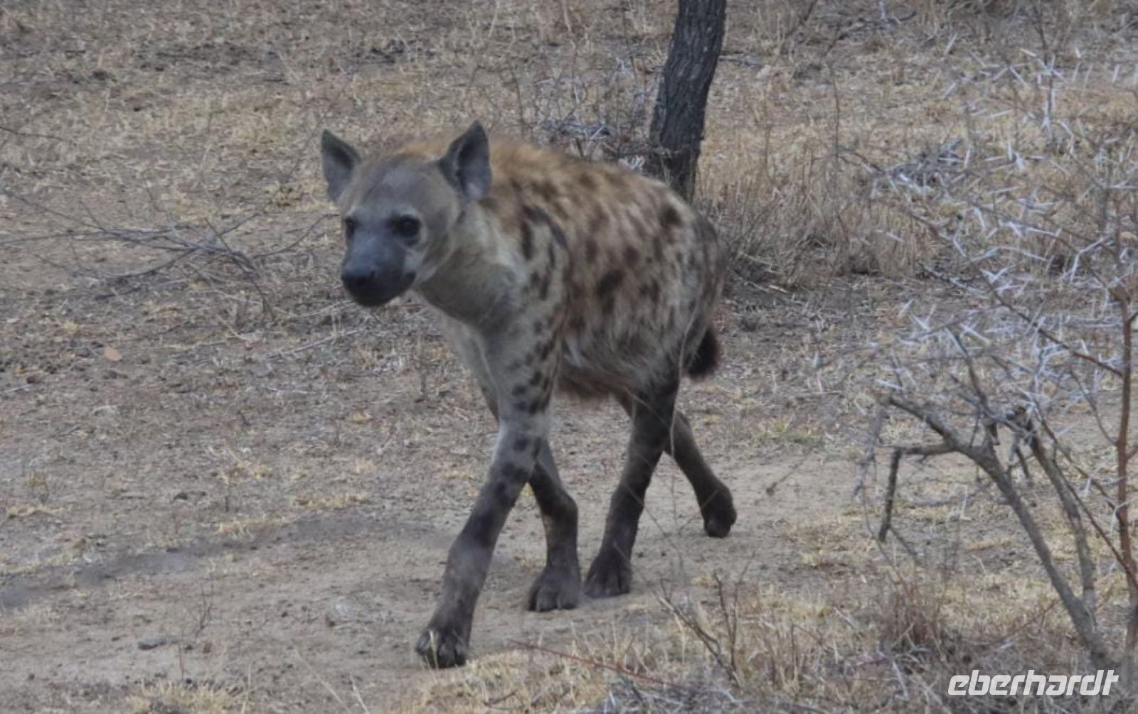 Safari im Kruger Nationalpark - Südafrika