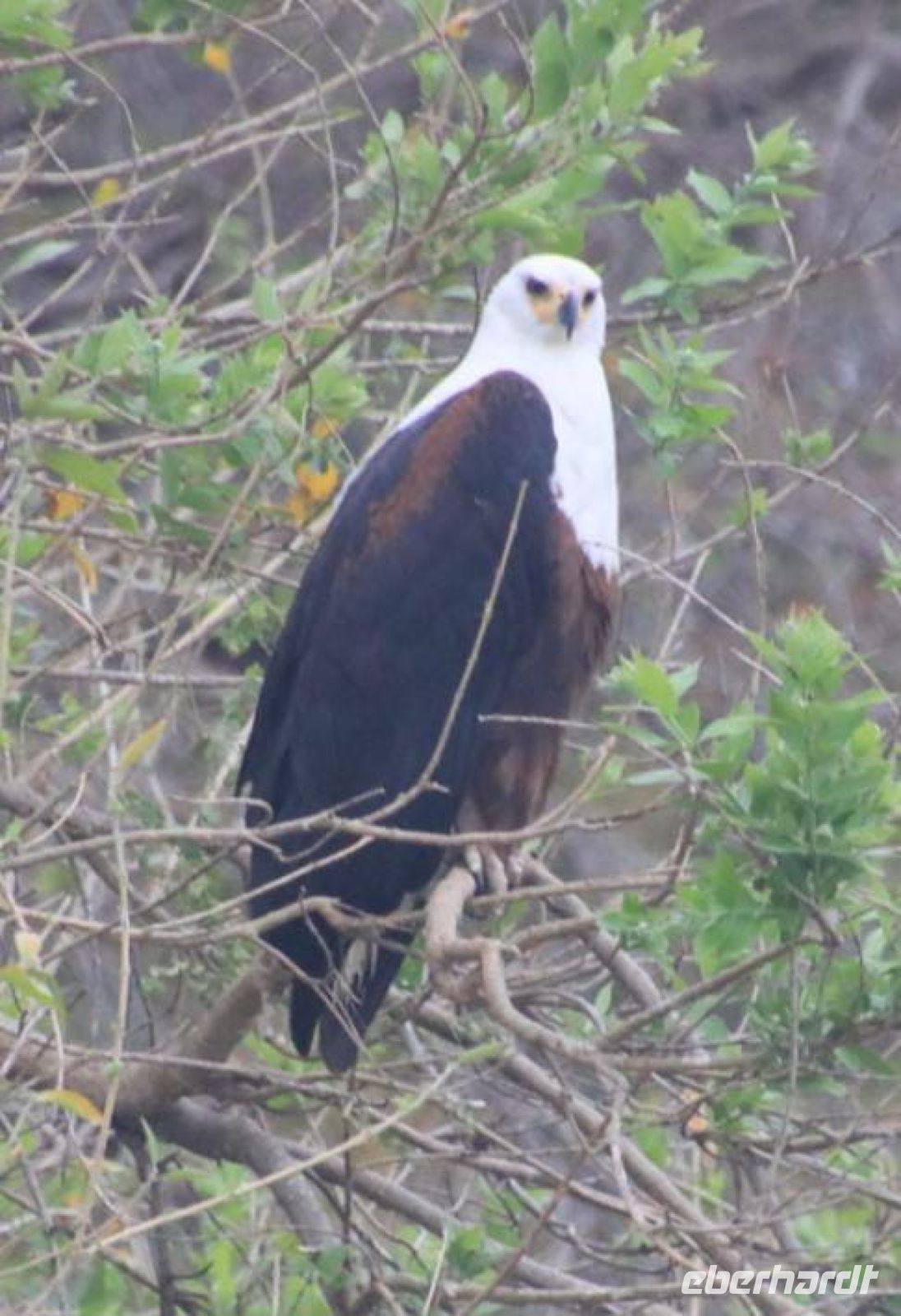 Safari im Kruger Nationalpark - Südafrika