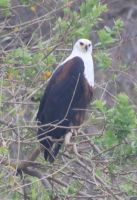 Safari im Kruger Nationalpark - Südafrika