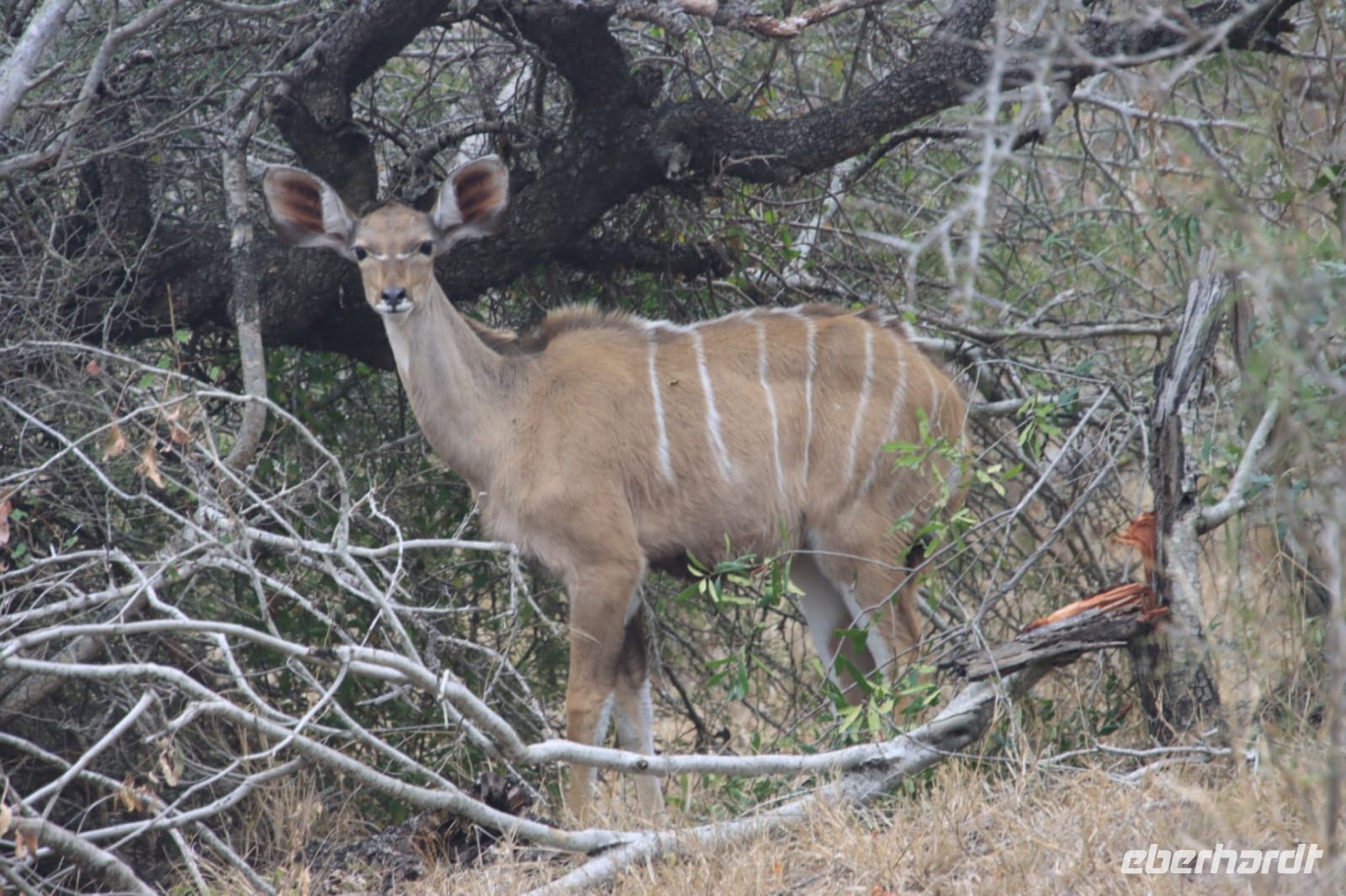 Safari im Kruger Nationalpark - Südafrika