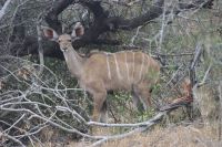Safari im Kruger Nationalpark - Südafrika