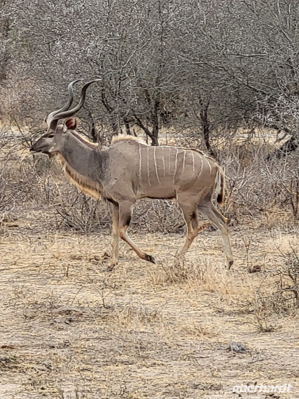 Safari im Kruger Nationalpark - Südafrika