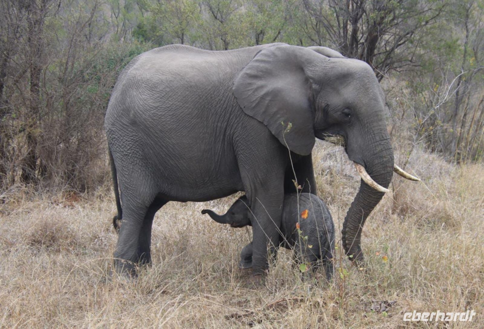 Safari im Kruger Nationalpark - Südafrika