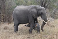 Safari im Kruger Nationalpark - Südafrika