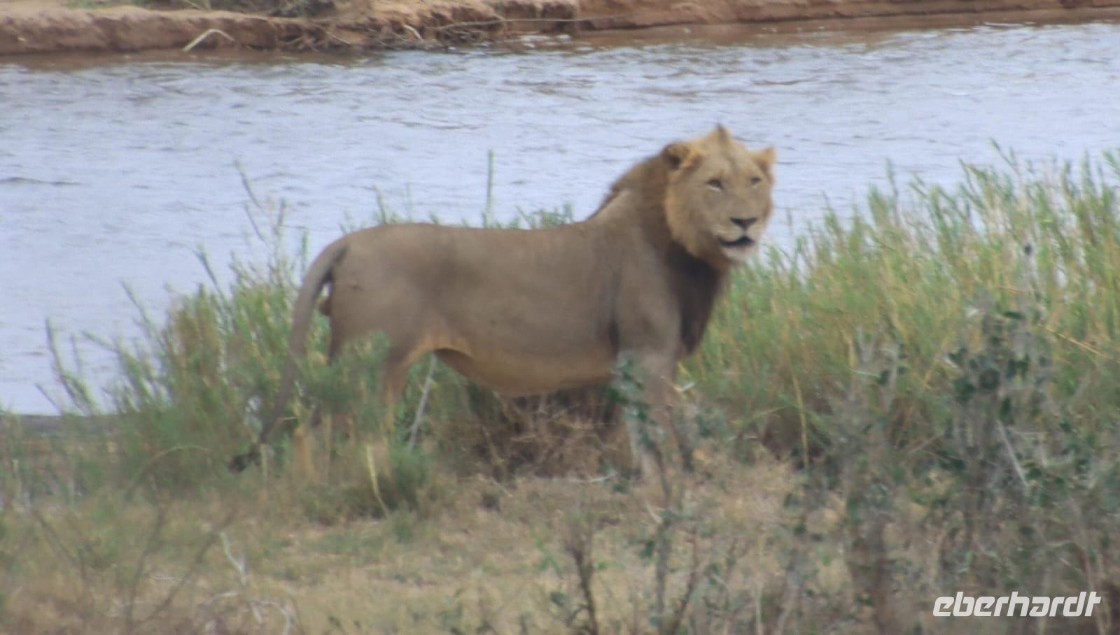 Safari im Kruger Nationalpark - Südafrika