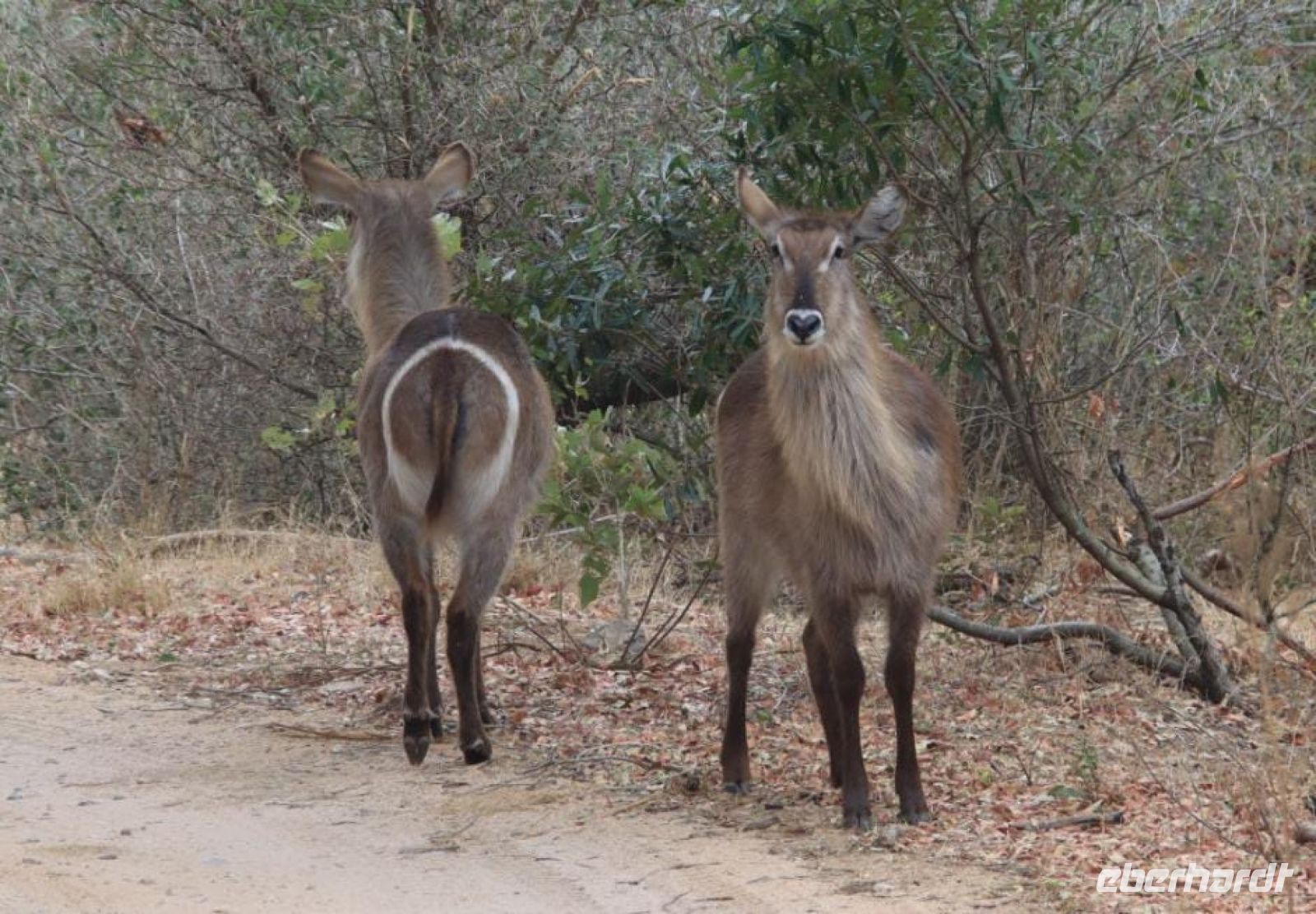 Safari im Kruger Nationalpark - Südafrika