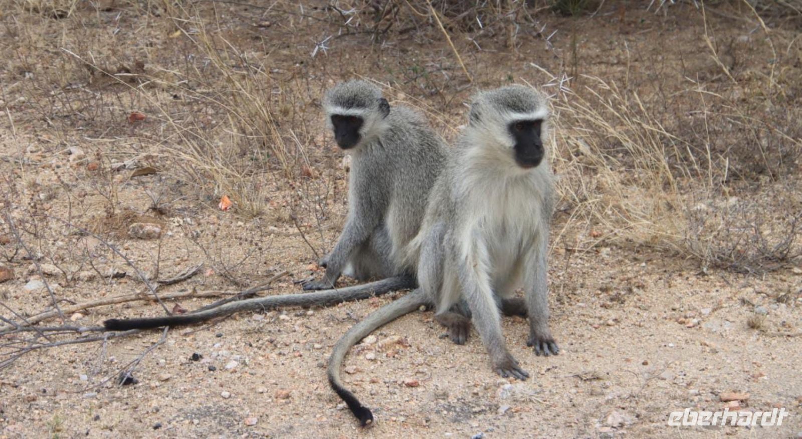 Safari im Kruger Nationalpark - Südafrika