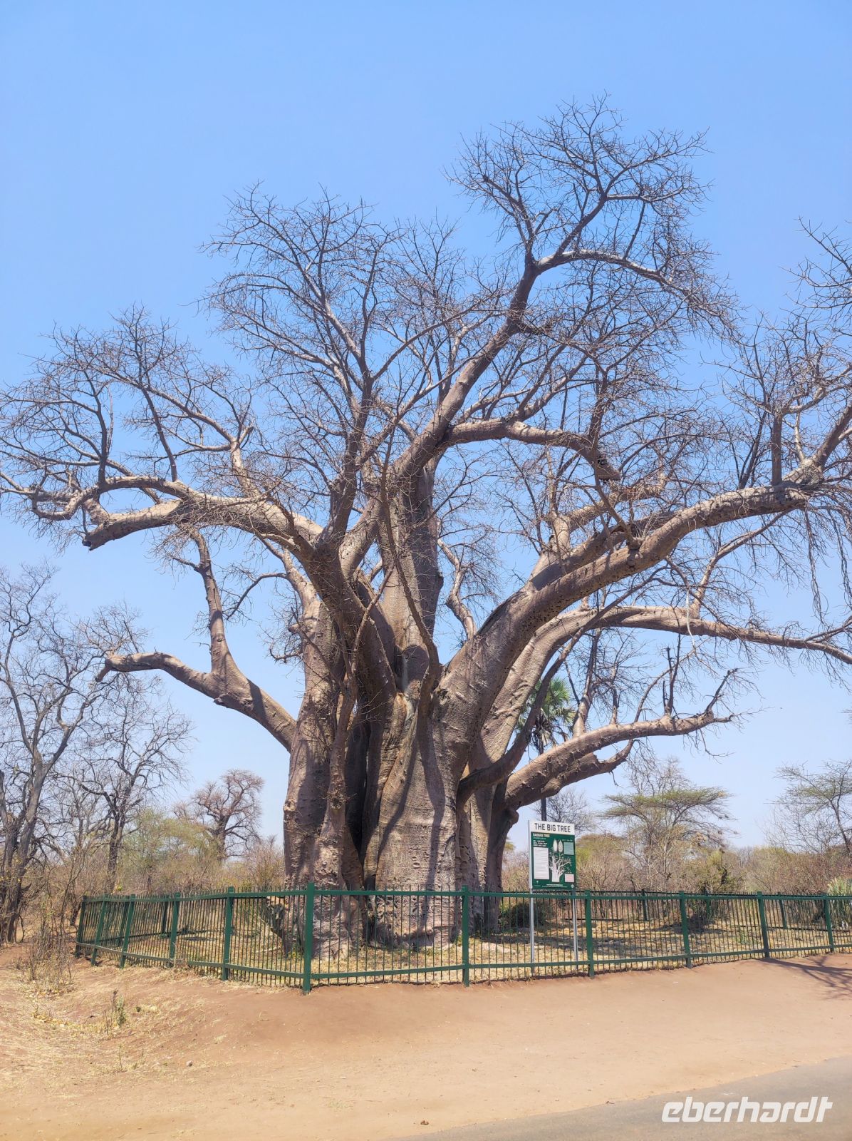 Baobab-Baum (Affenbrotbaum) in Simbabwe