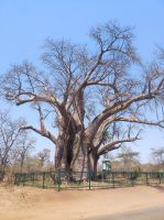 Baobab-Baum (Affenbrotbaum) in Simbabwe