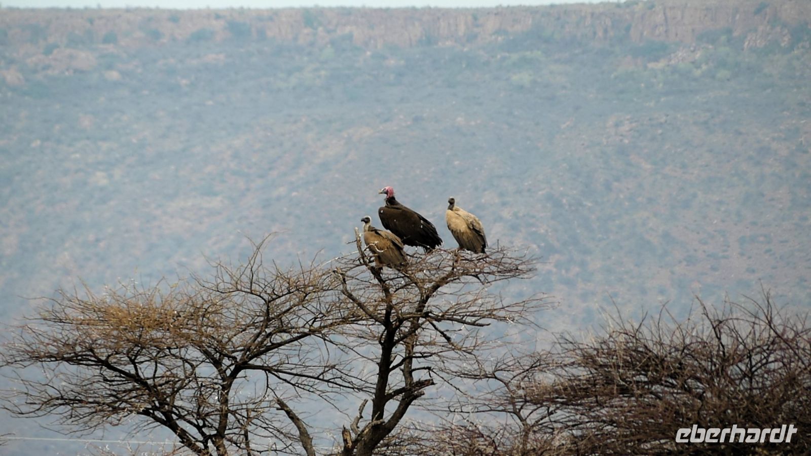 Namibia - Okonjati Wildreservat - Pirschfahrt - Geierbaum