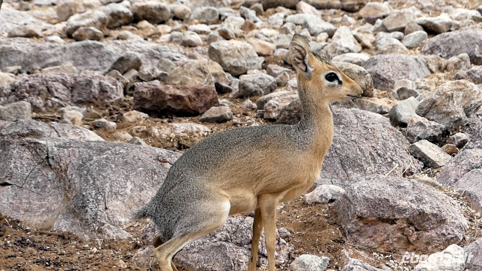 Namibia - Okonjati Wildreservat - Pirschfahrt - Dik Dik
