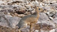 Namibia - Okonjati Wildreservat - Pirschfahrt - Dik Dik