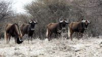 Namibia - Okonjati Wildreservat - Pirschfahrt - Weißschwanz-Gnus
