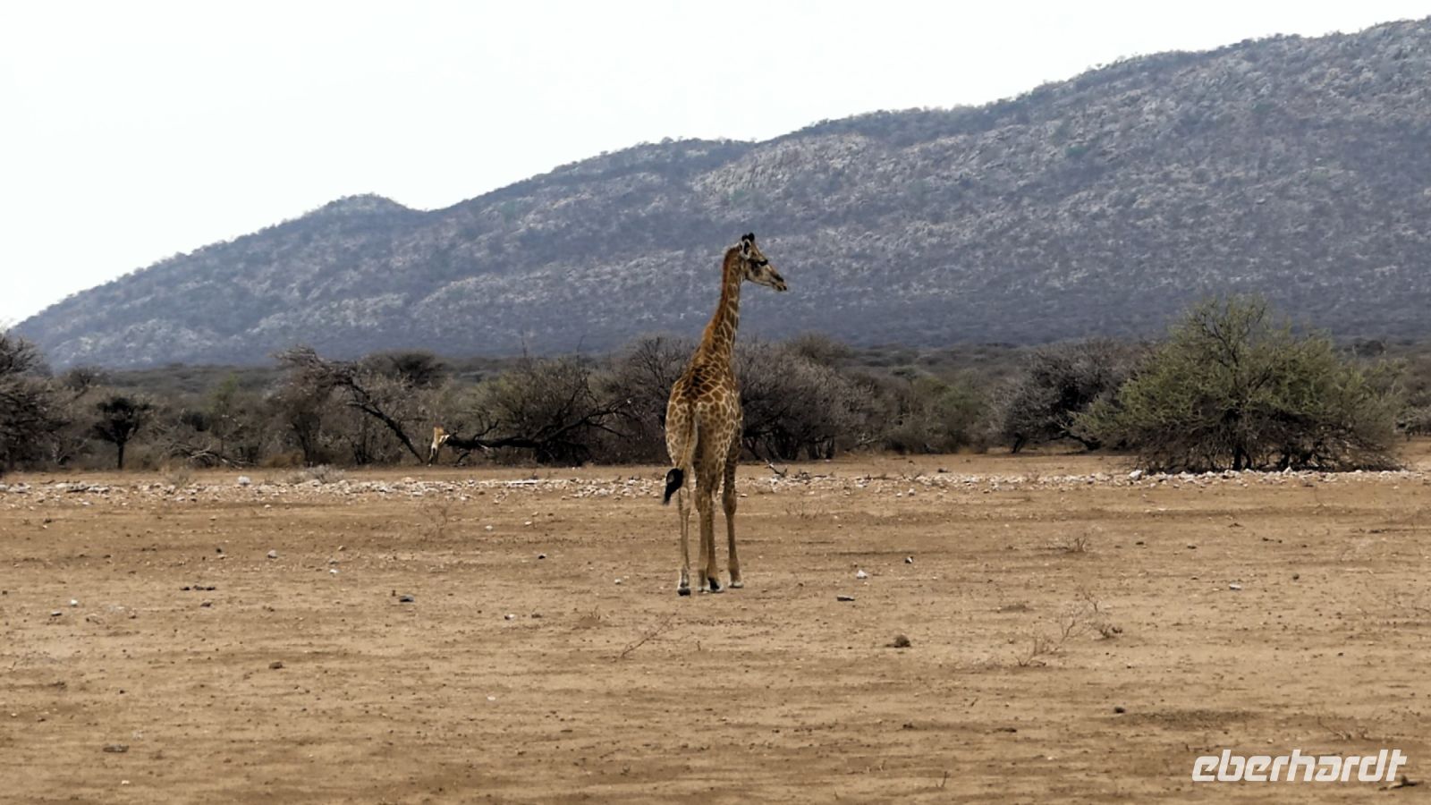 Namibia - Okonjati Wildreservat - Pirschfahrt
