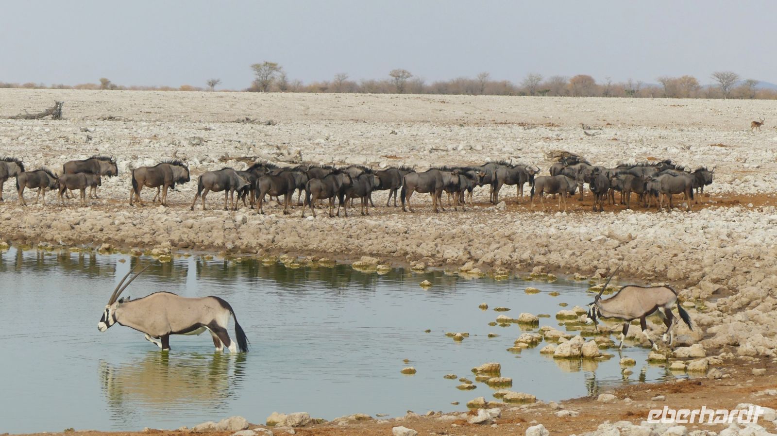 Namibia - Etosha - Okaukuejo Wasserloch - Gnus & Oryx
