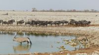 Namibia - Etosha - Okaukuejo Wasserloch - Gnus & Oryx