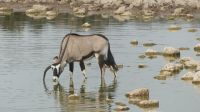Namibia - Etosha - Okaukuejo Wasserloch - Harlekin Oryx