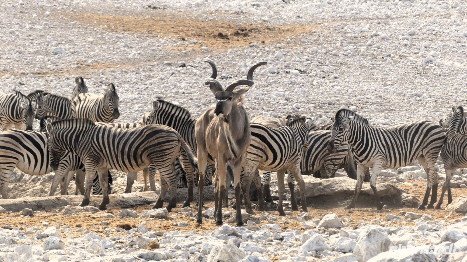 Namibia - Etosha - Pirschfahrt - Kudu & Zebras
