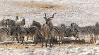Namibia - Etosha - Pirschfahrt - Kudu & Zebras