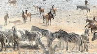 Namibia - Etosha - Pirschfahrt - staubiges Wasserloch