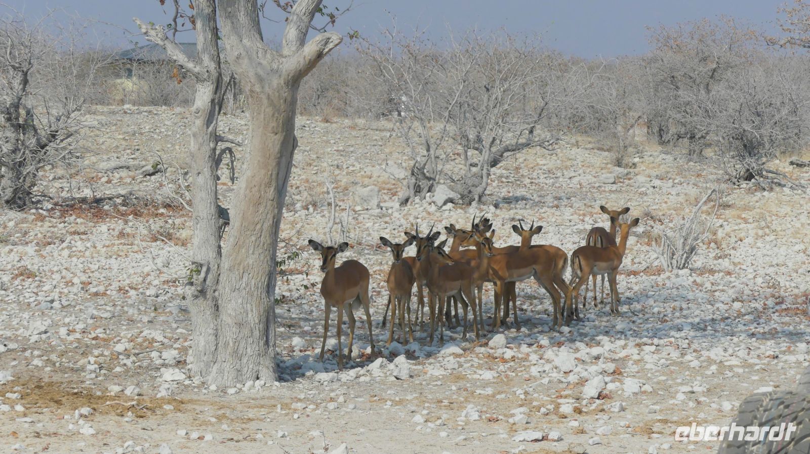Namibia - Etosha - Pirschfahrt - Impalas