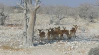 Namibia - Etosha - Pirschfahrt - Impalas
