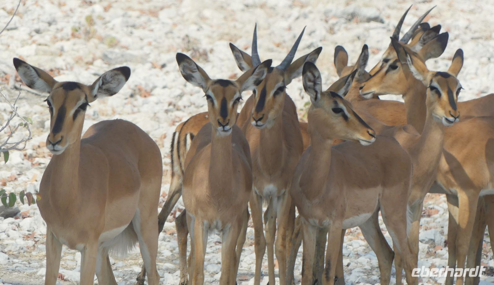 Namibia - Etosha - Pirschfahrt - Impalas