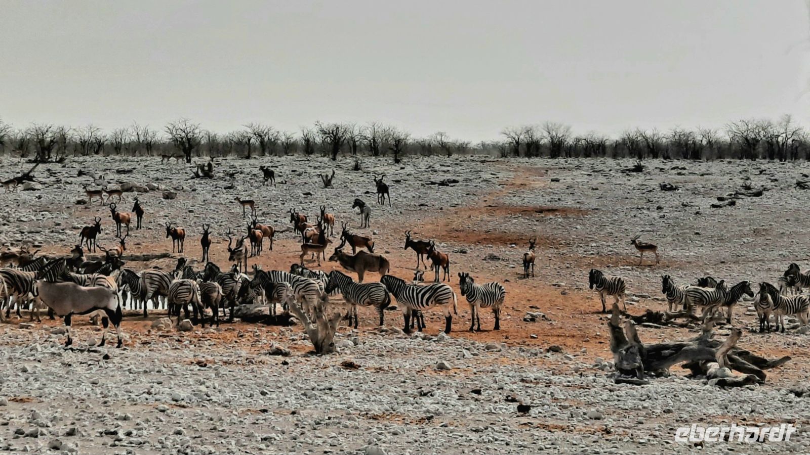 Namibia - Etosha - Pirschfahrt - Spannung am Wasserloch