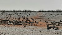 Namibia - Etosha - Pirschfahrt - Spannung am Wasserloch