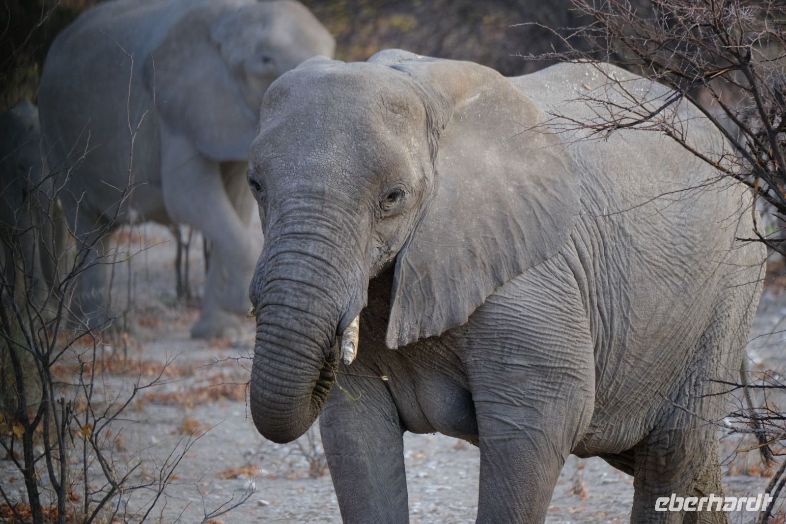 Namibia - Etosha - Pirschfahrt - Foto von Guide Joe
