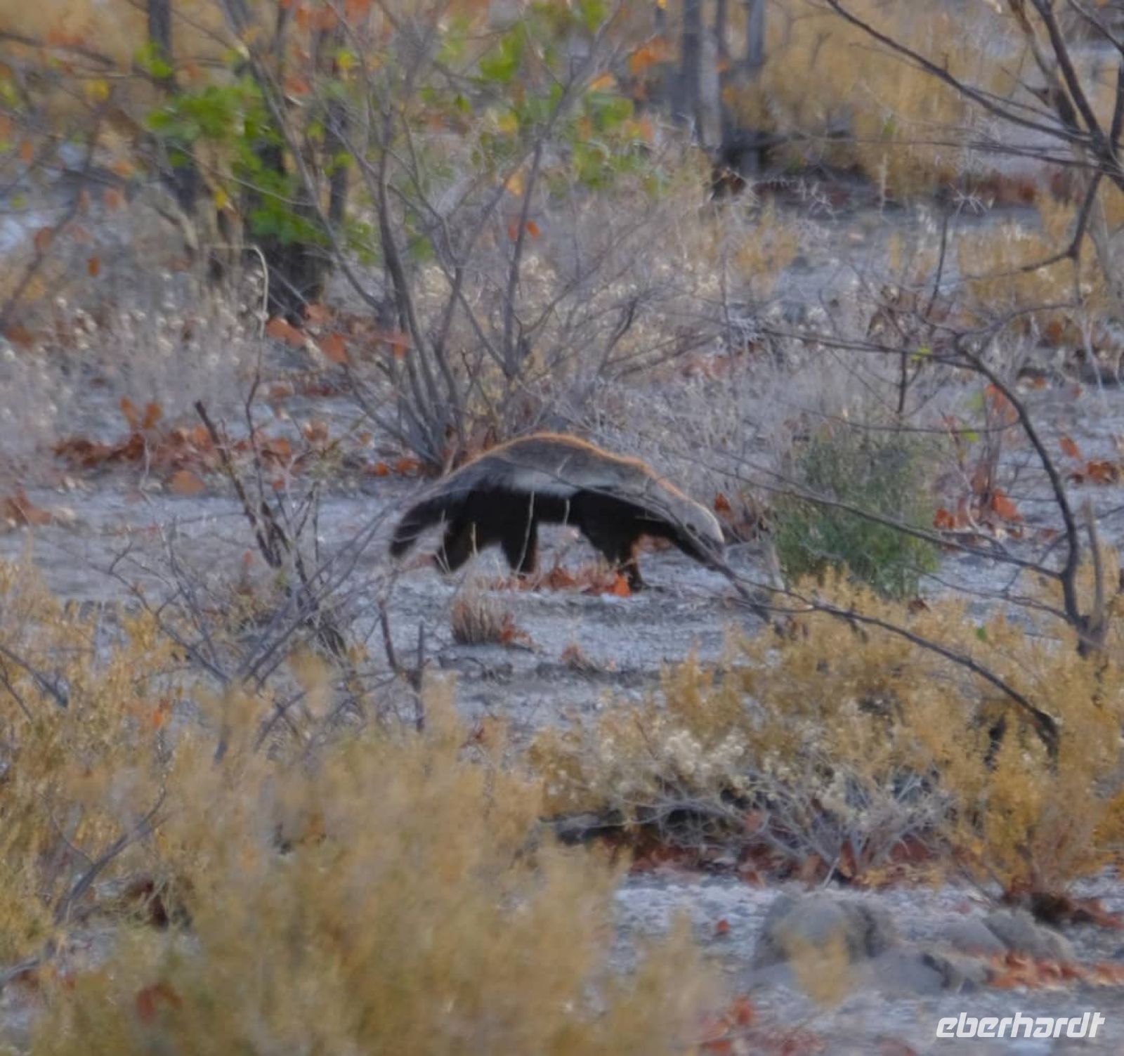 Namibia - Etosha - Pirschfahrt - Honigdachs - Foto von Guide Joe