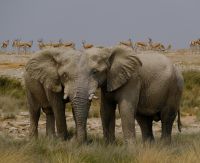 Namibia - Etosha - Pirschfahrt - Elefantenaufmarsch der Old Men - Foto von Guide Joe