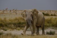 Namibia - Etosha - Pirschfahrt - Elefantenaufmarsch der Old Men - Foto von Guide Joe