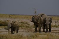 Namibia - Etosha - Pirschfahrt - Badespass am Schlammloch