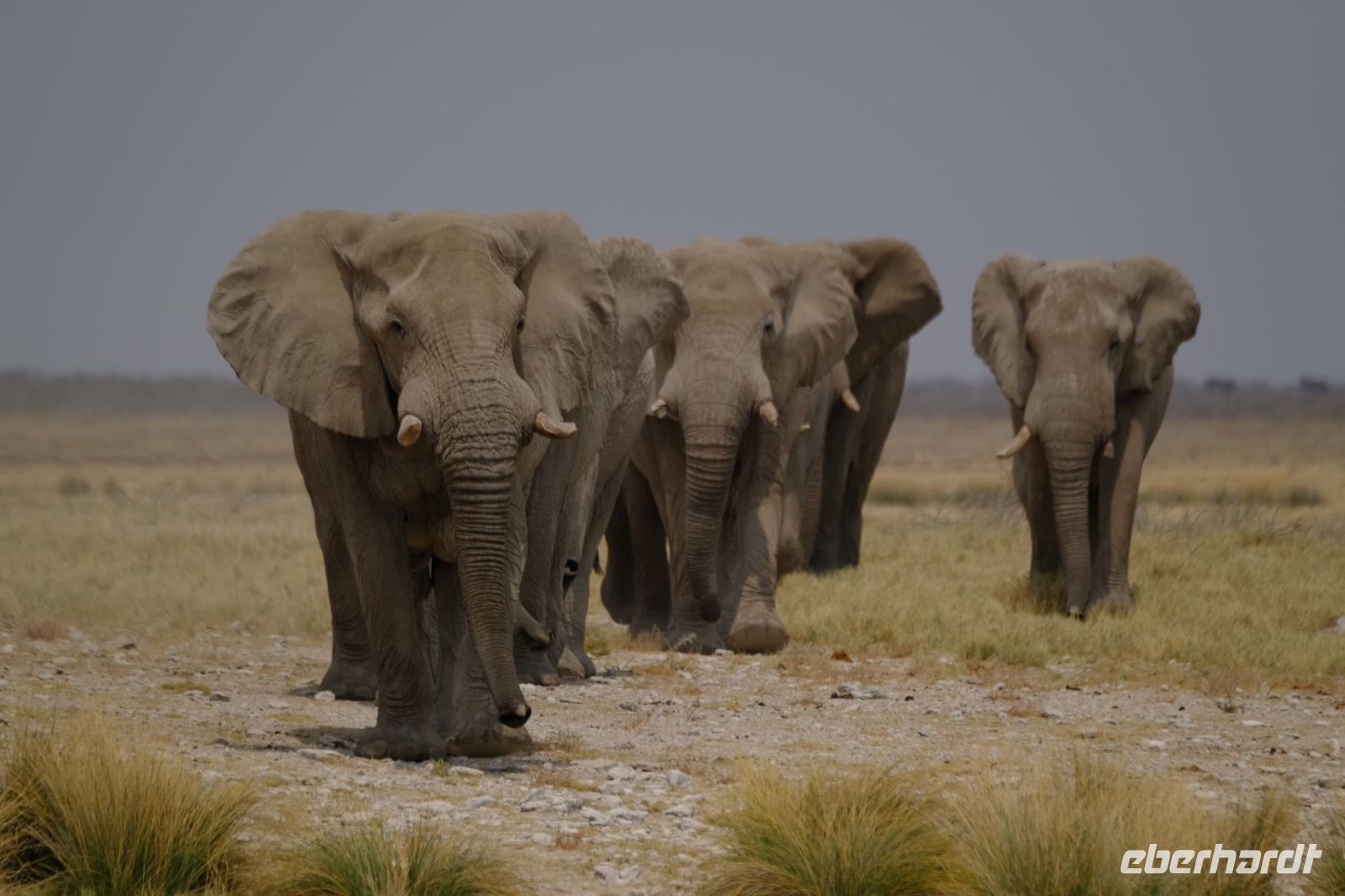Namibia - Etosha - Pirschfahrt - Elefantenaufmarsch der Old Men - Foto von Guide Joe