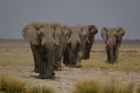 Namibia - Etosha - Pirschfahrt - Elefantenaufmarsch der Old Men - Foto von Guide Joe