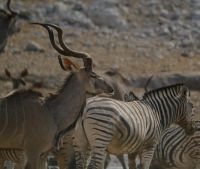 Namibia - Etosha - Pirschfahrt - Foto von Guide Joe
