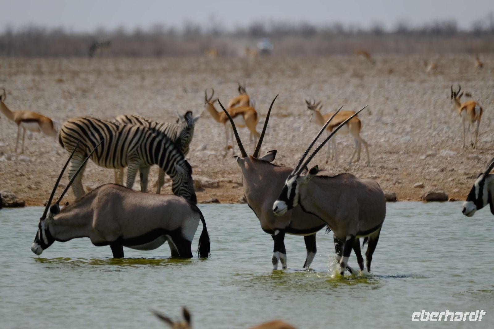 Namibia - Etosha - Pirschfahrt - nächstes Wasserloch