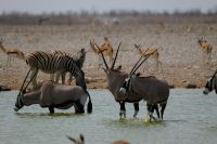 Namibia - Etosha - Pirschfahrt - nächstes Wasserloch