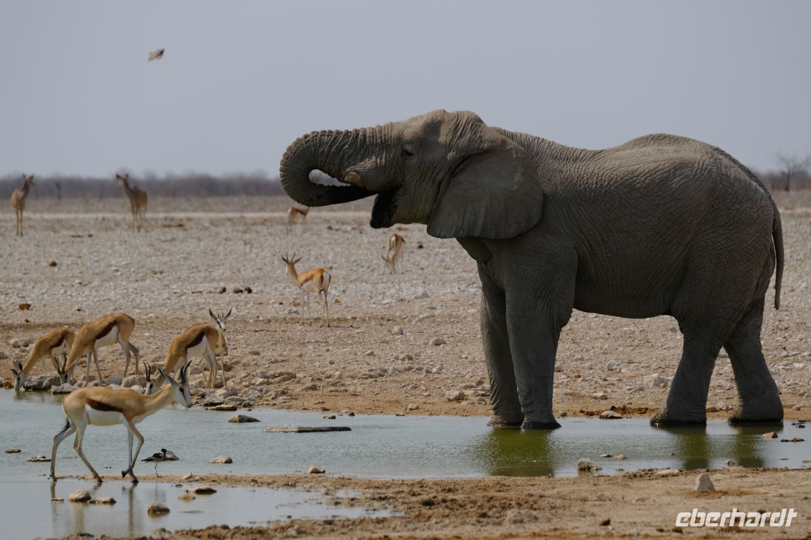 Namibia - Etosha - Pirschfahrt - nächstes Wasserloch