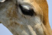 Namibia - Etosha - Pirschfahrt - Foto von Guide Joe