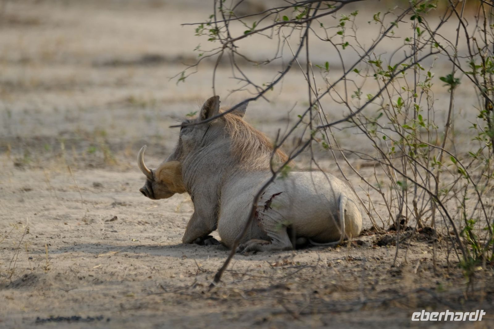 Namibia - Etosha - Pirschfahrt - Pumba wirkt gelassen
