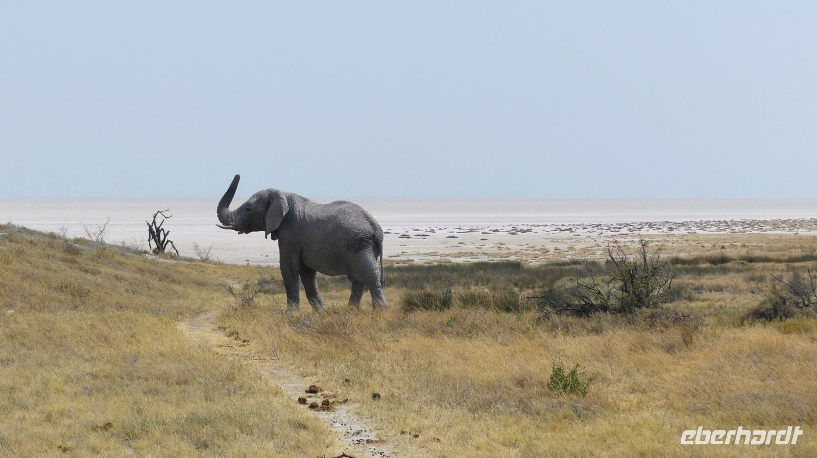 Namibia - Etosha - Pirschfahrt