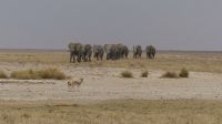Namibia - Etosha - Pirschfahrt - Elefantenaufmarsch der Old Men