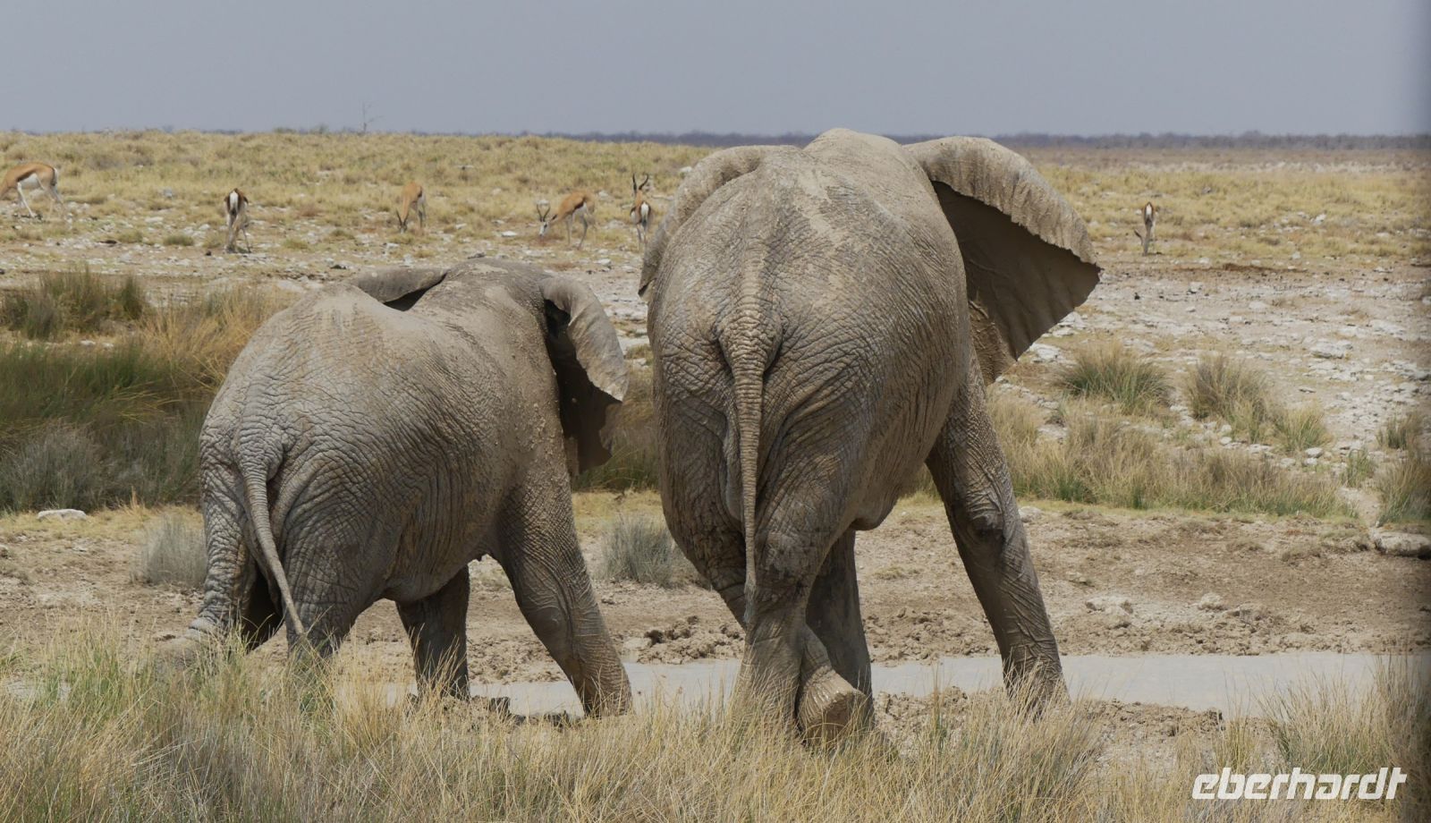 Namibia - Etosha - Pirschfahrt