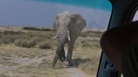 Namibia - Etosha - Pirschfahrt - Aufbruch der Giganten