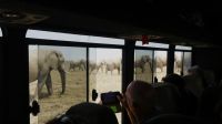 Namibia - Etosha - Pirschfahrt - Aufbruch der Giganten